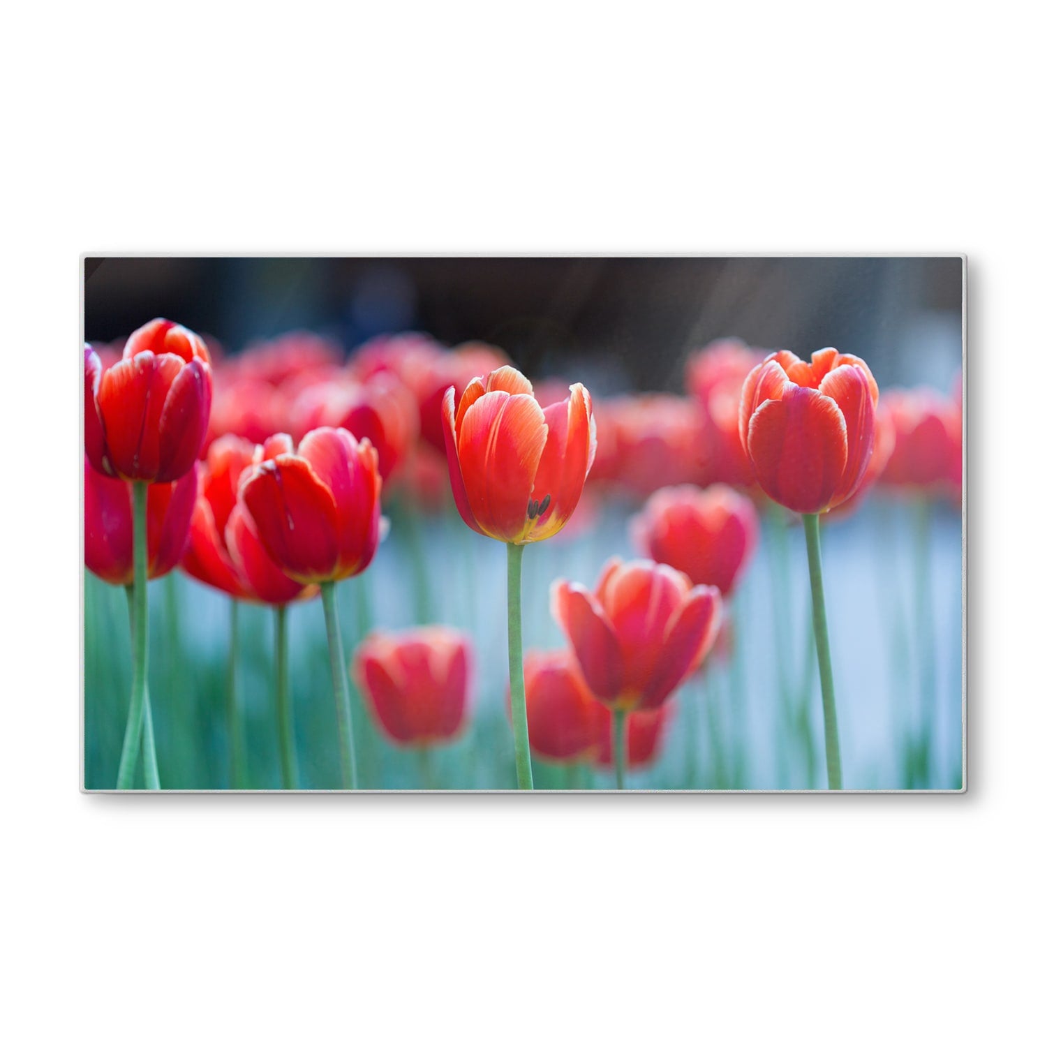 Schneidebrett - Rote Tulpen