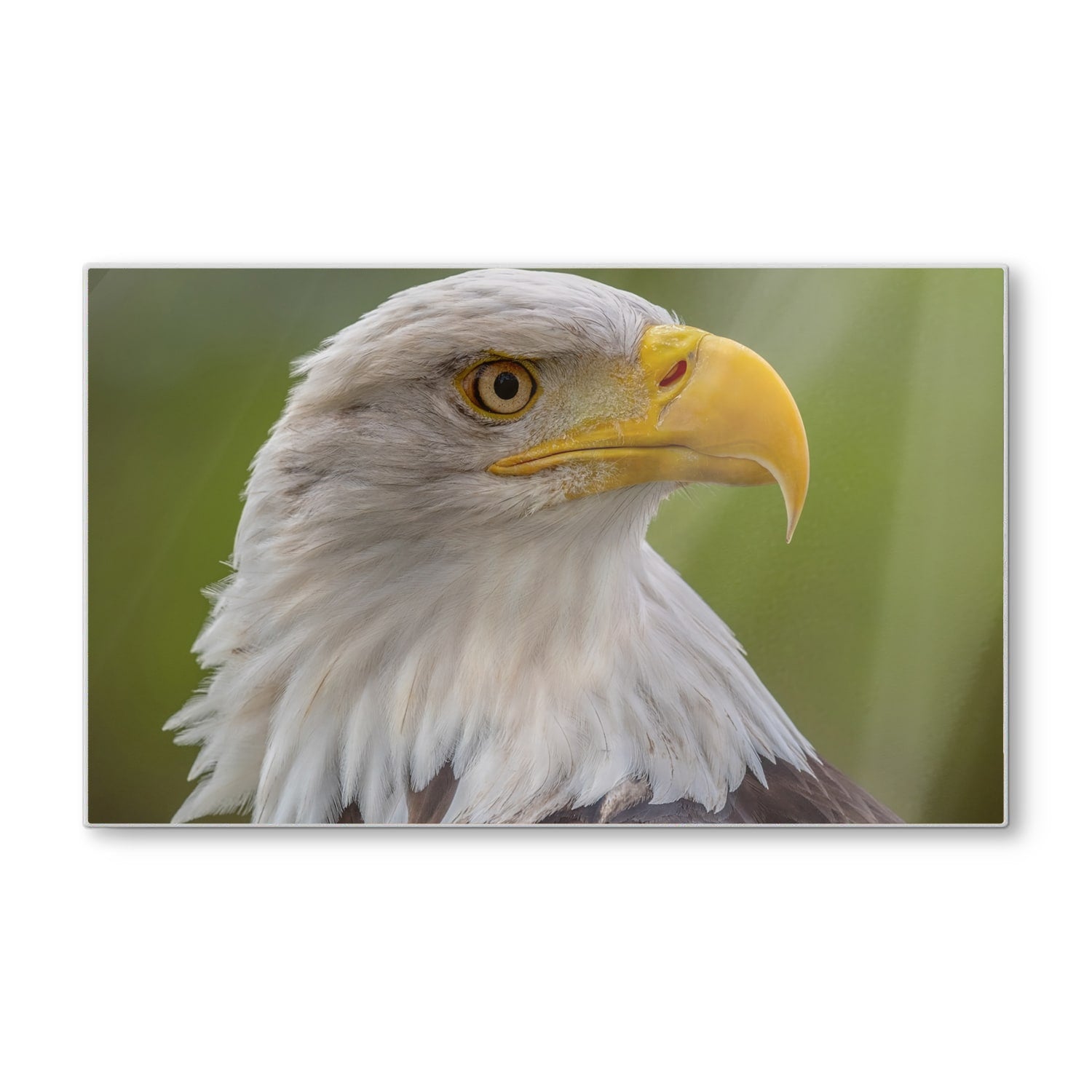 Schneidebrett - Seeadler