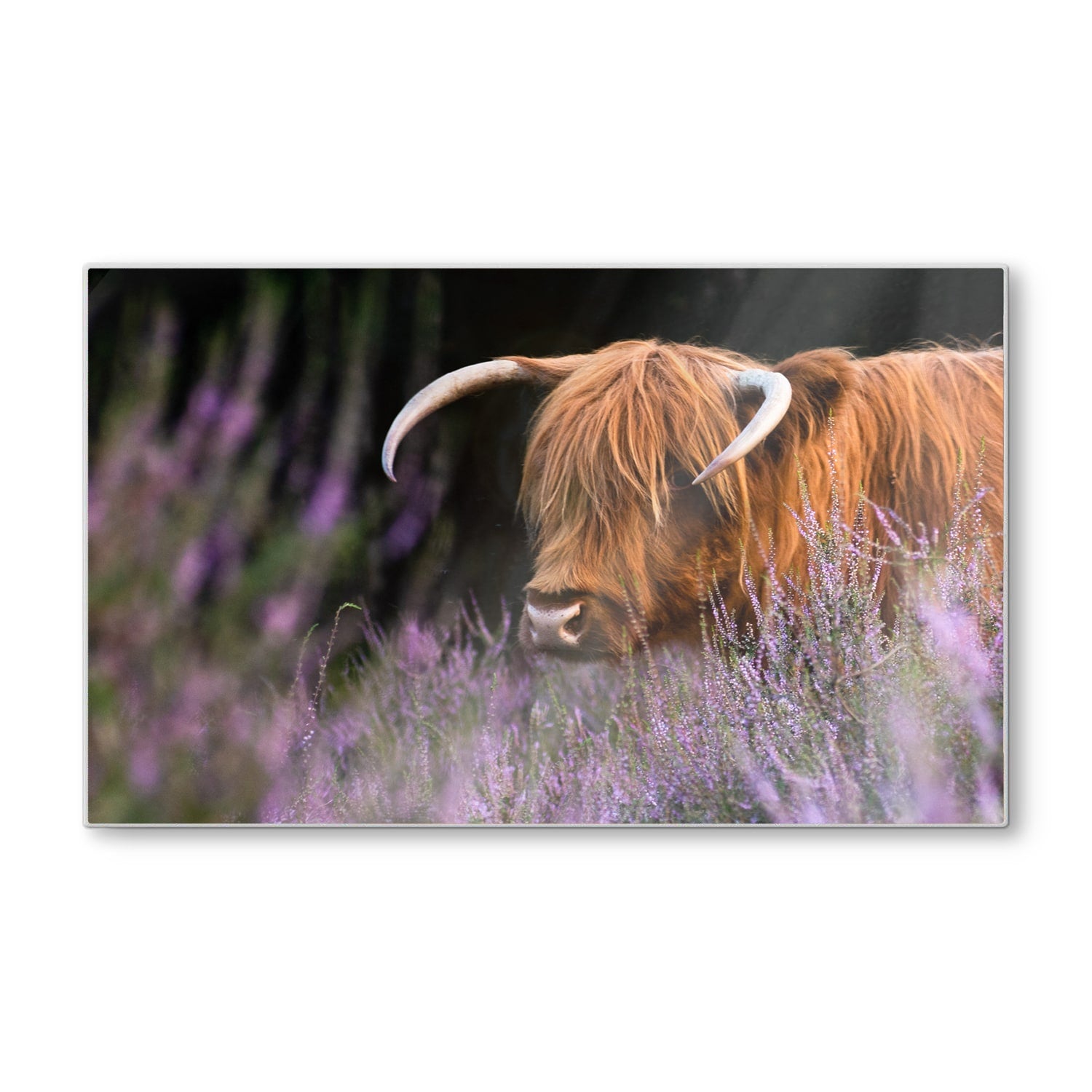 Schneidebrett - Schottisches Hochlandrind zwischen den Blumen