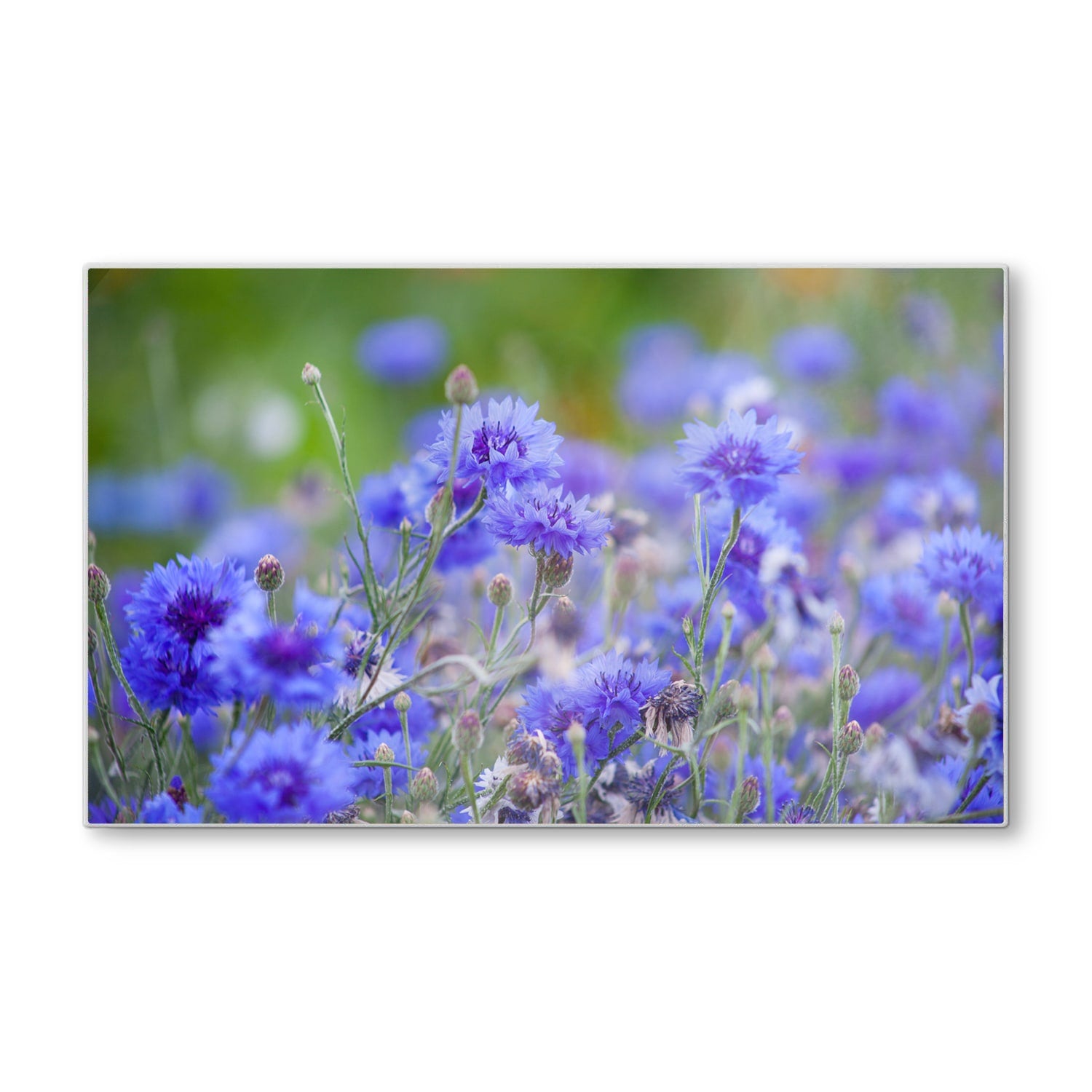 Schneidebrett - Kornblumen in Blüte