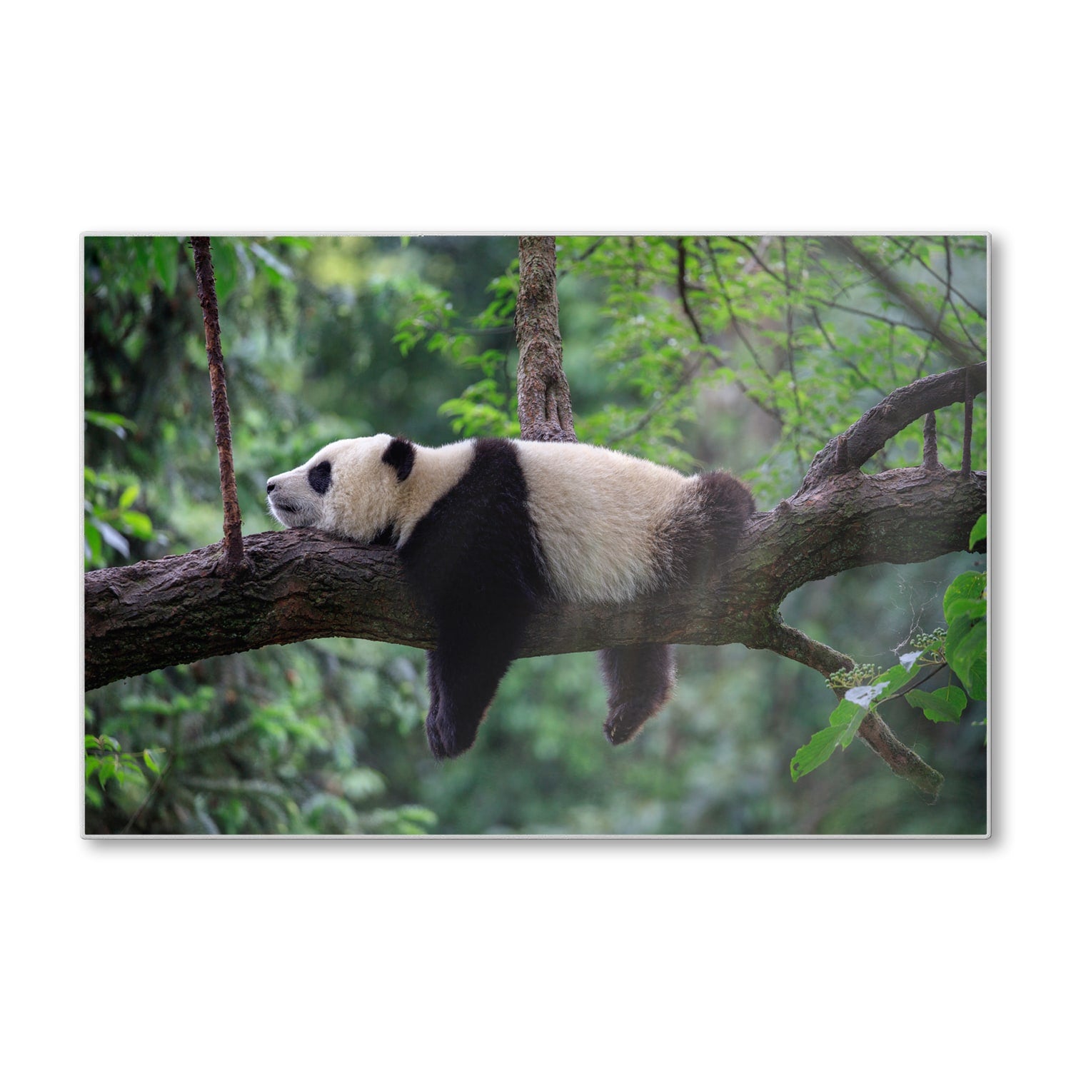 Schneidebrett - Panda