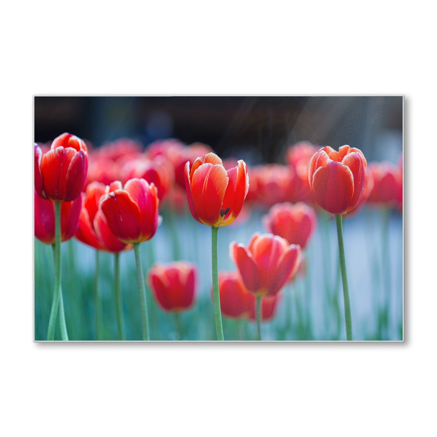 Schneidebrett - Rote Tulpen