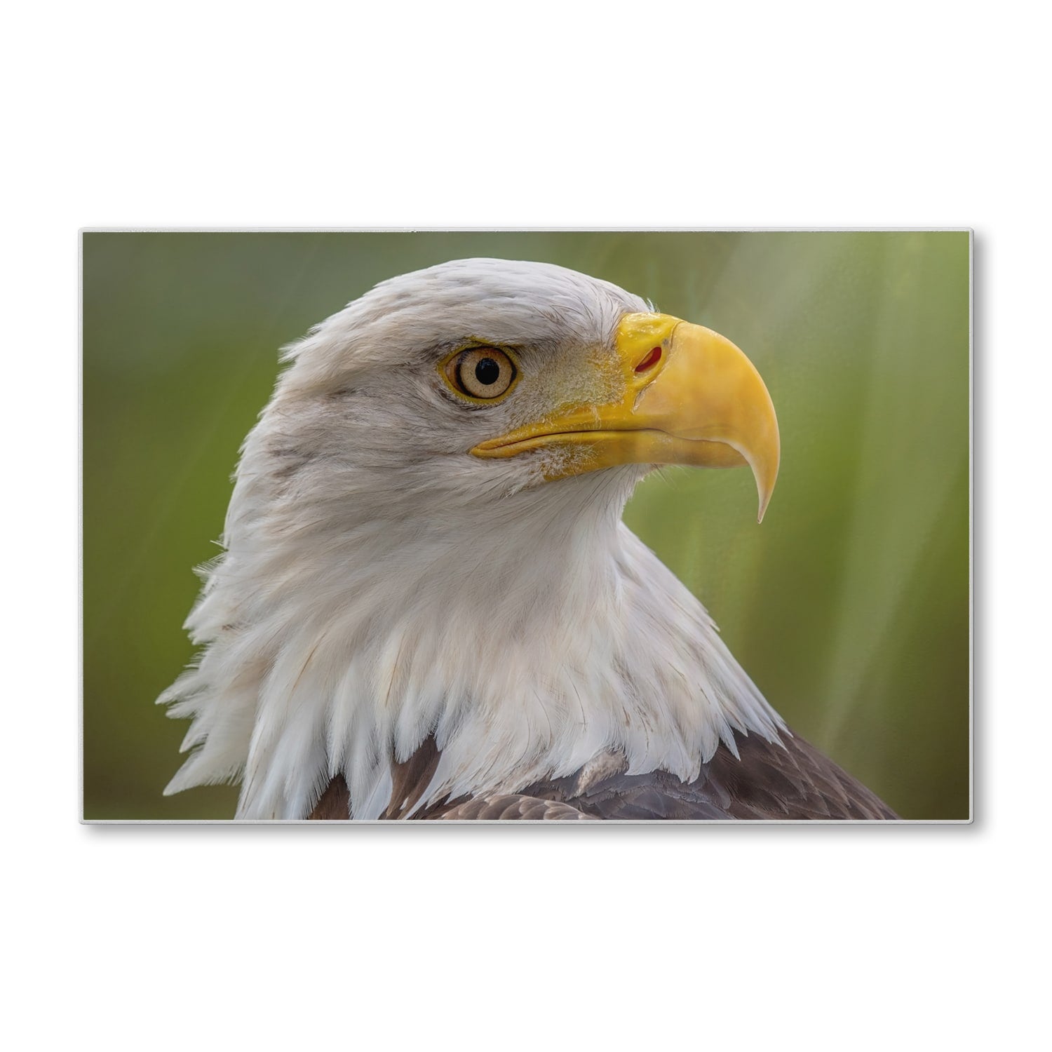 Schneidebrett - Seeadler