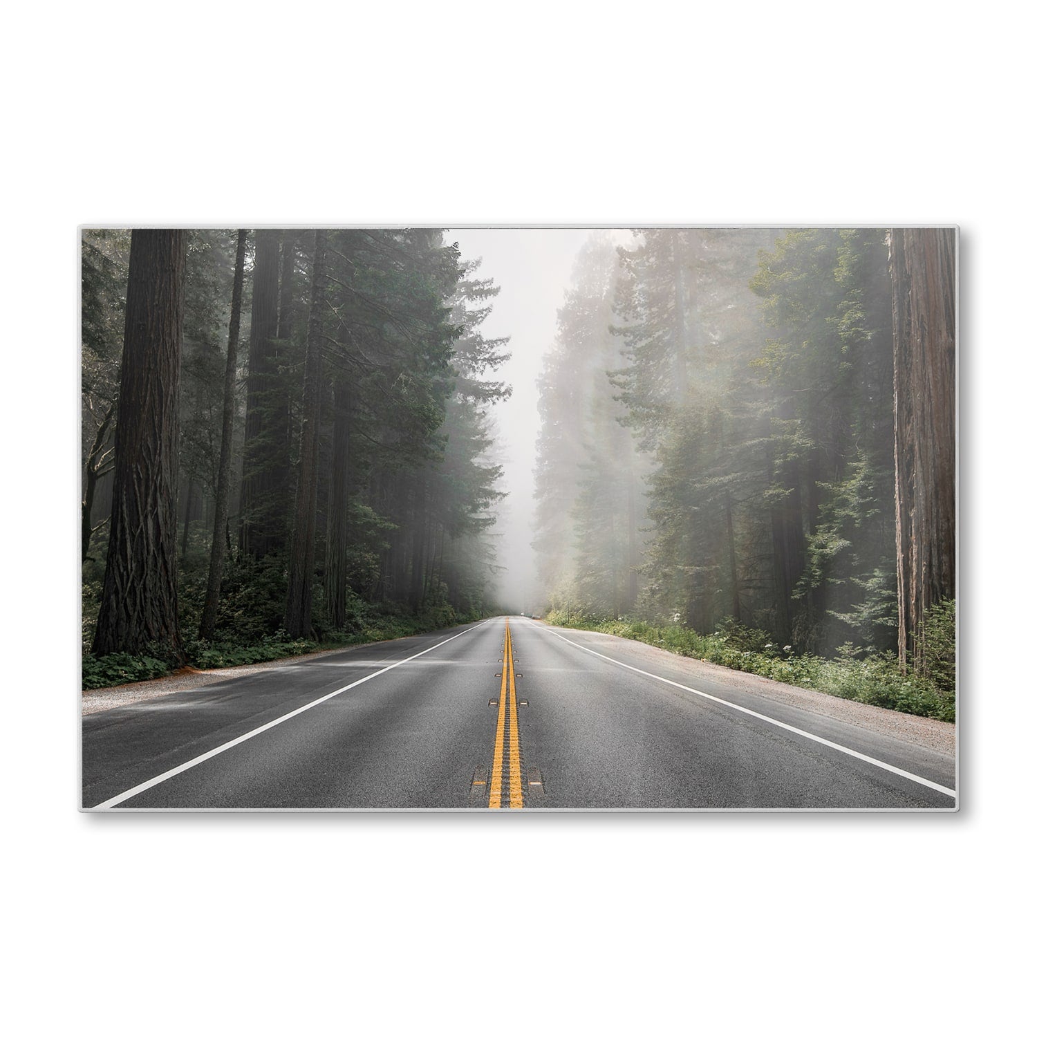 Schneidebrett - Redwood National Forest