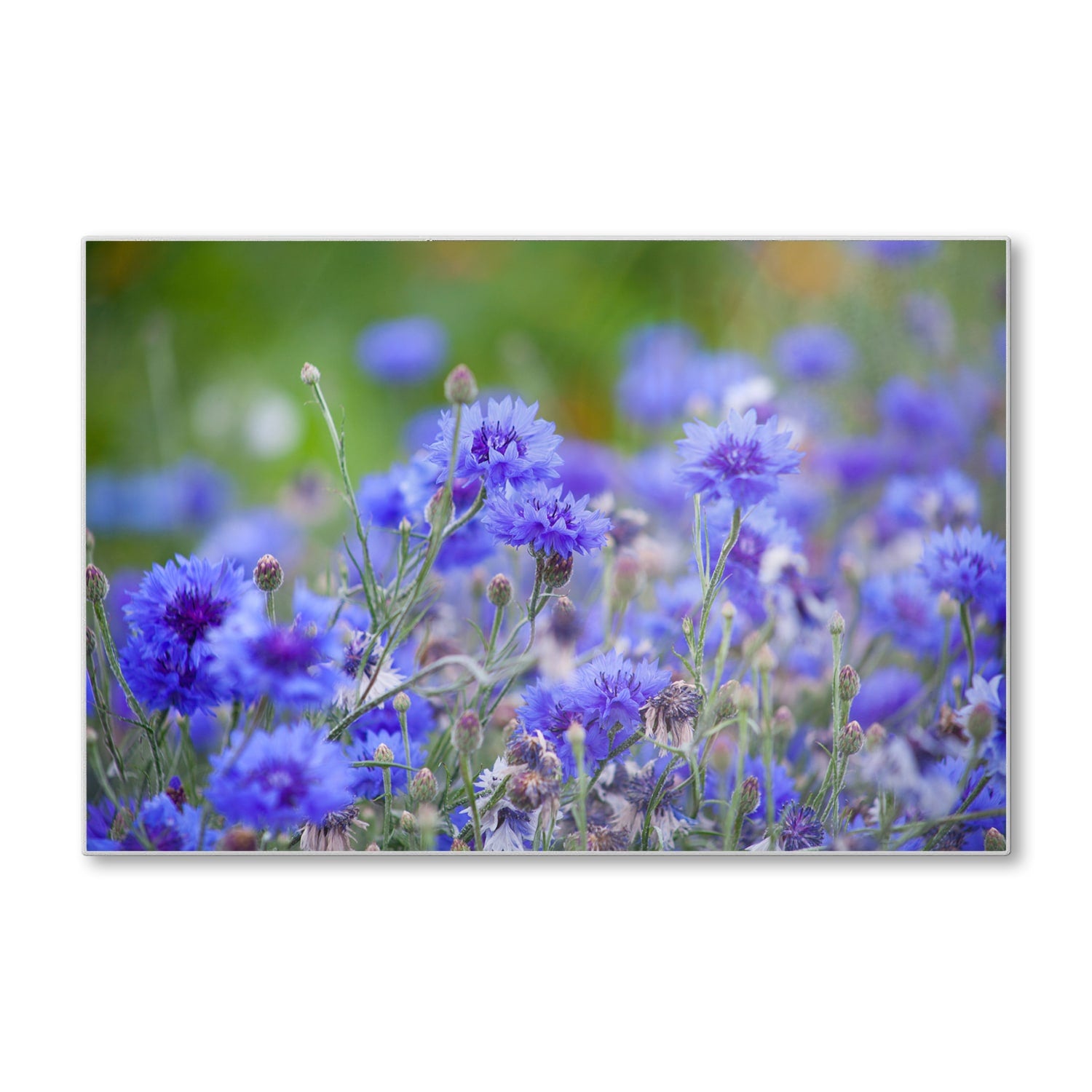 Schneidebrett - Kornblumen in Blüte