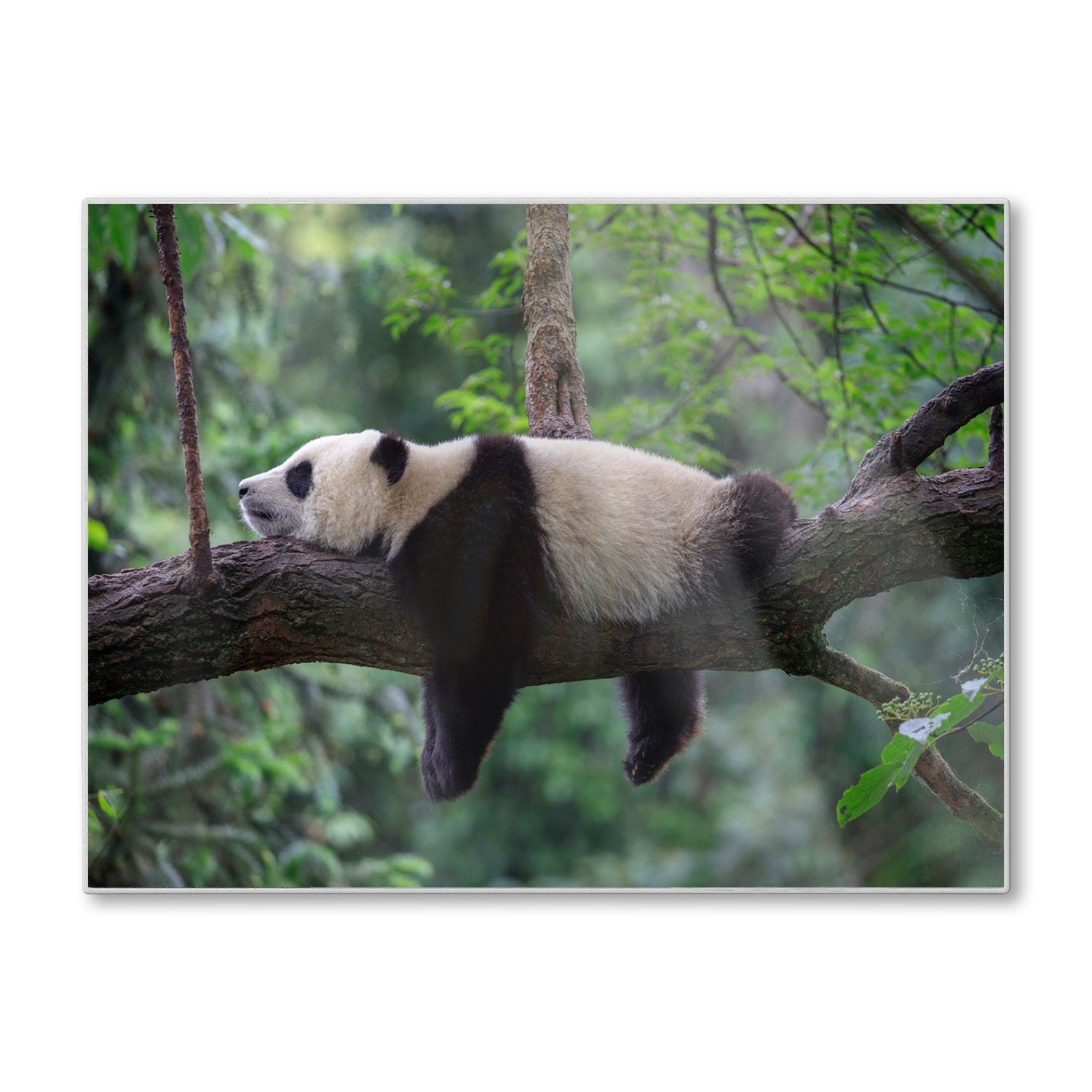 Schneidebrett - Panda