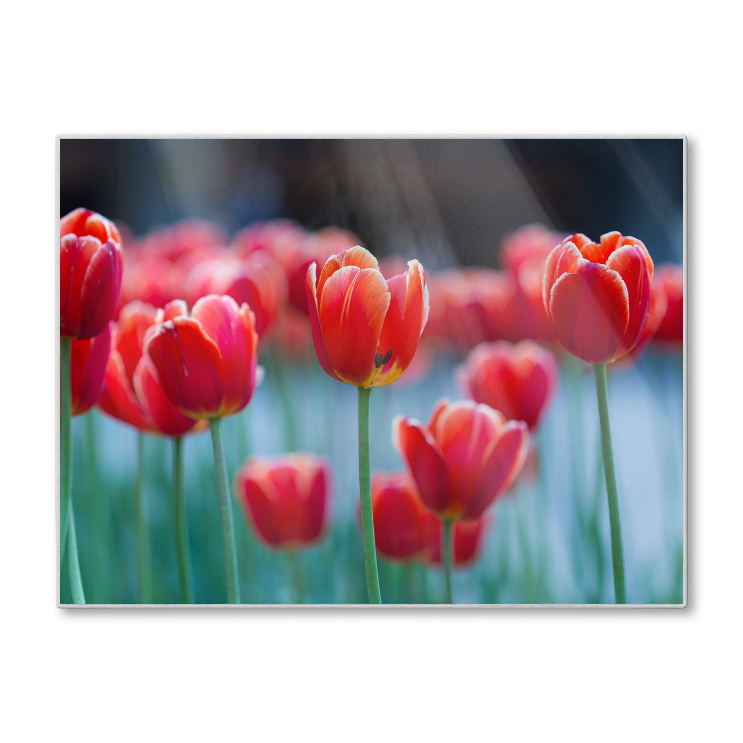 Schneidebrett - Rote Tulpen