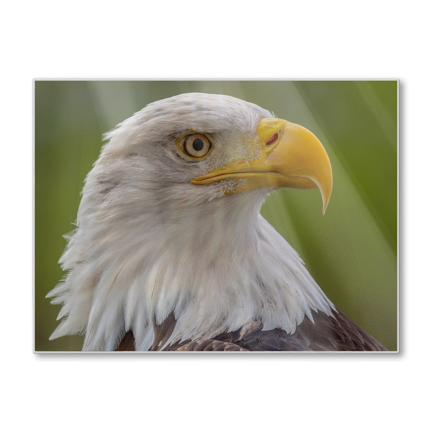 Schneidebrett - Seeadler