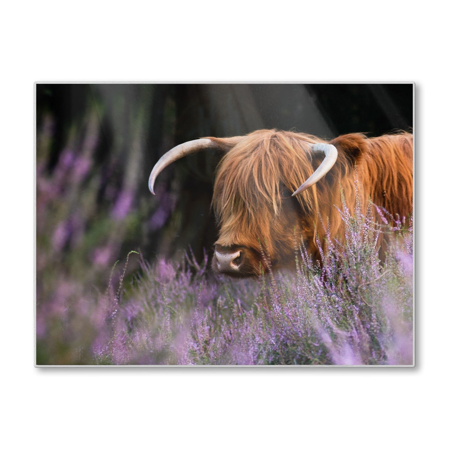 Schneidebrett - Schottisches Hochlandrind zwischen den Blumen