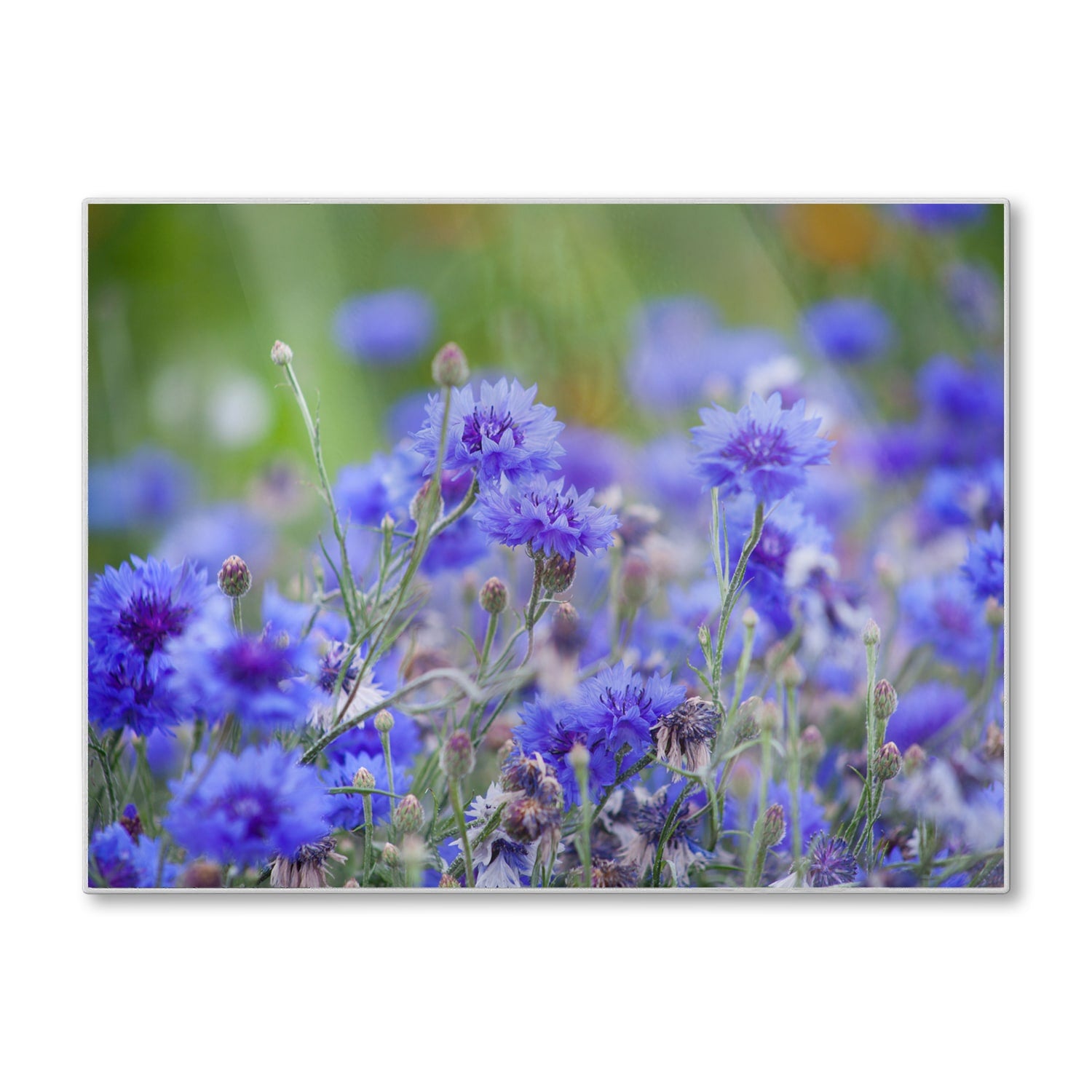 Schneidebrett - Kornblumen in Blüte