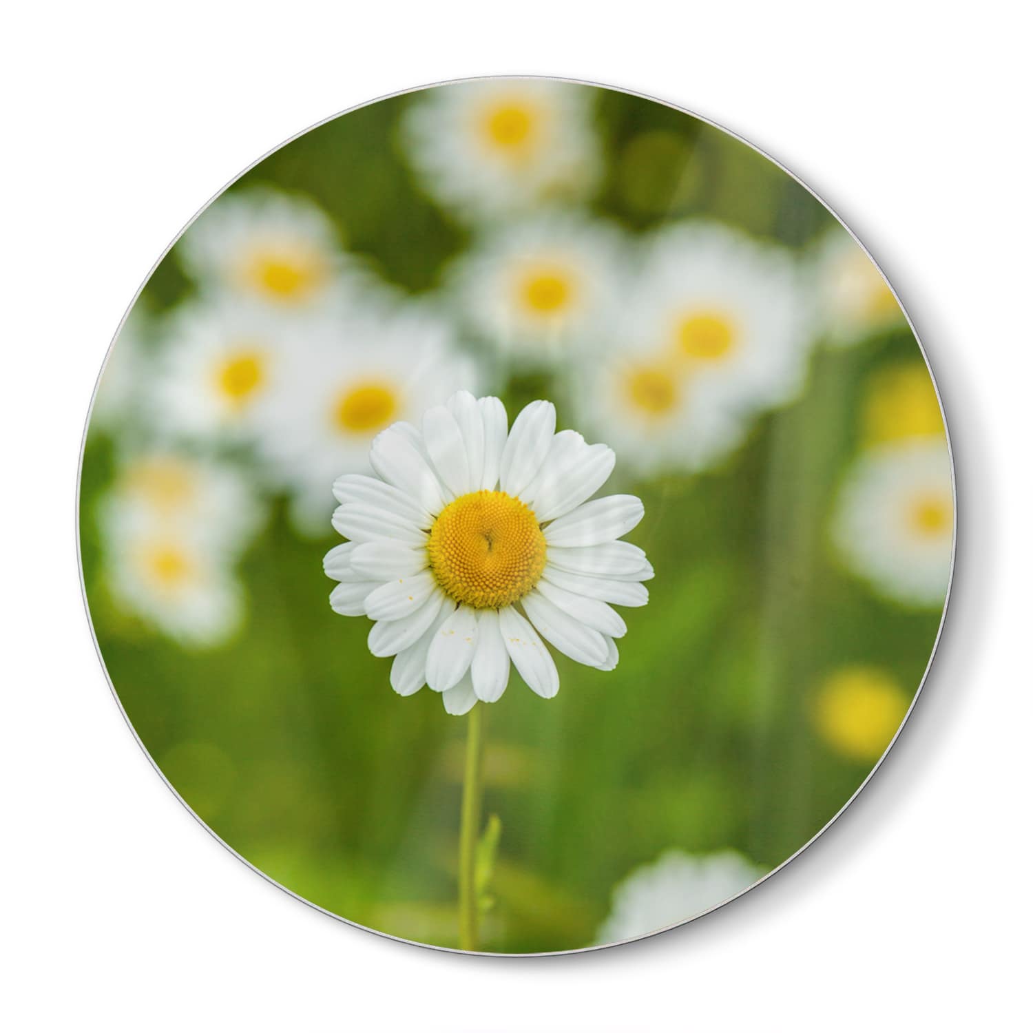 Schneidebrett Rund - Feld von Gänseblümchen