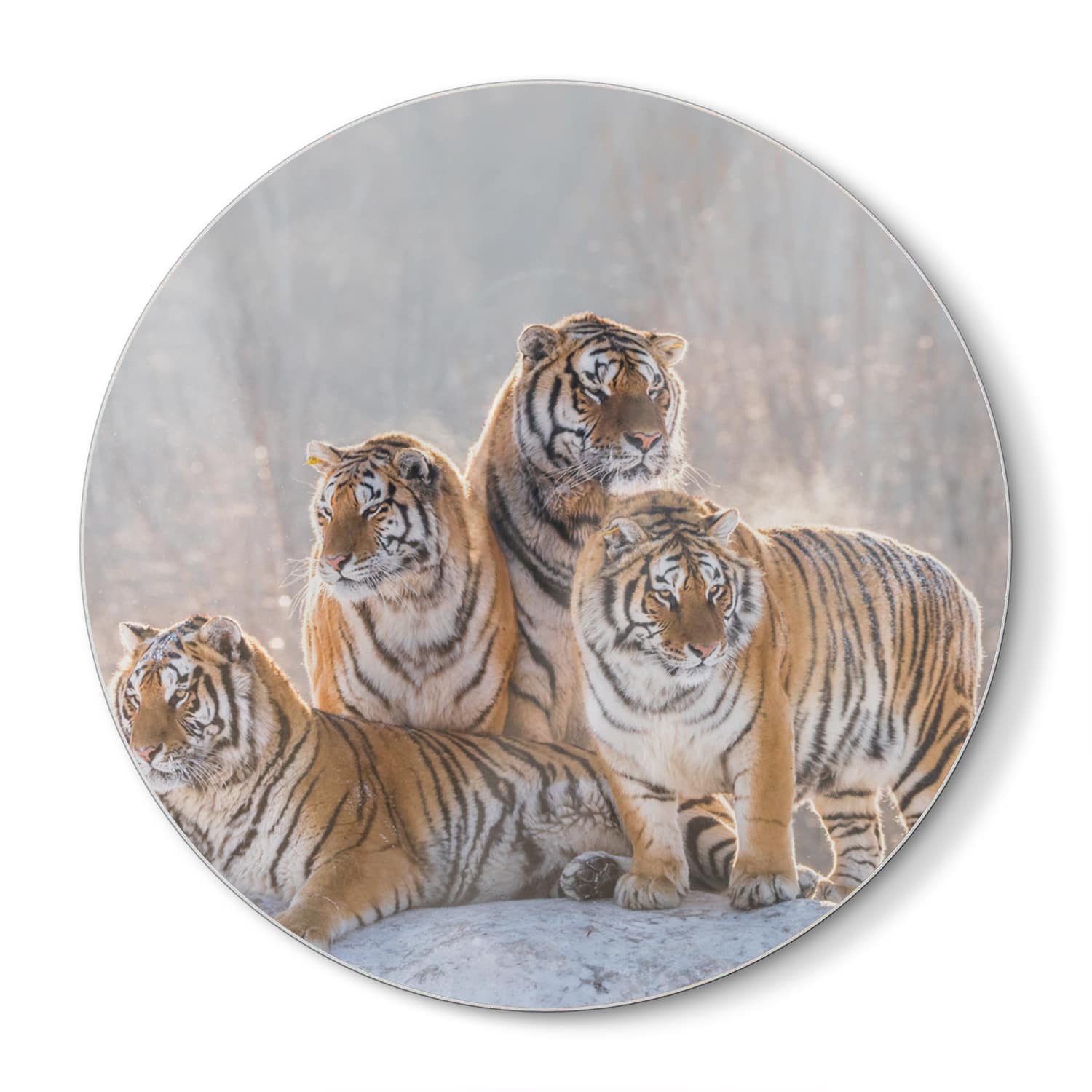 Schneidebrett Rund - Gruppe von Tigern