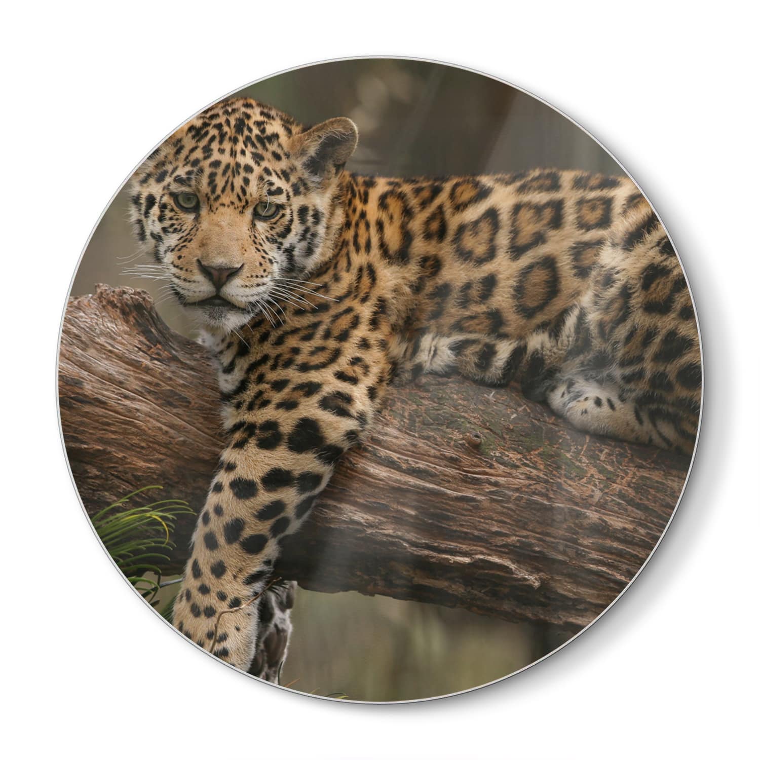 Schneidebrett Rund - Jaguar auf dem Baum