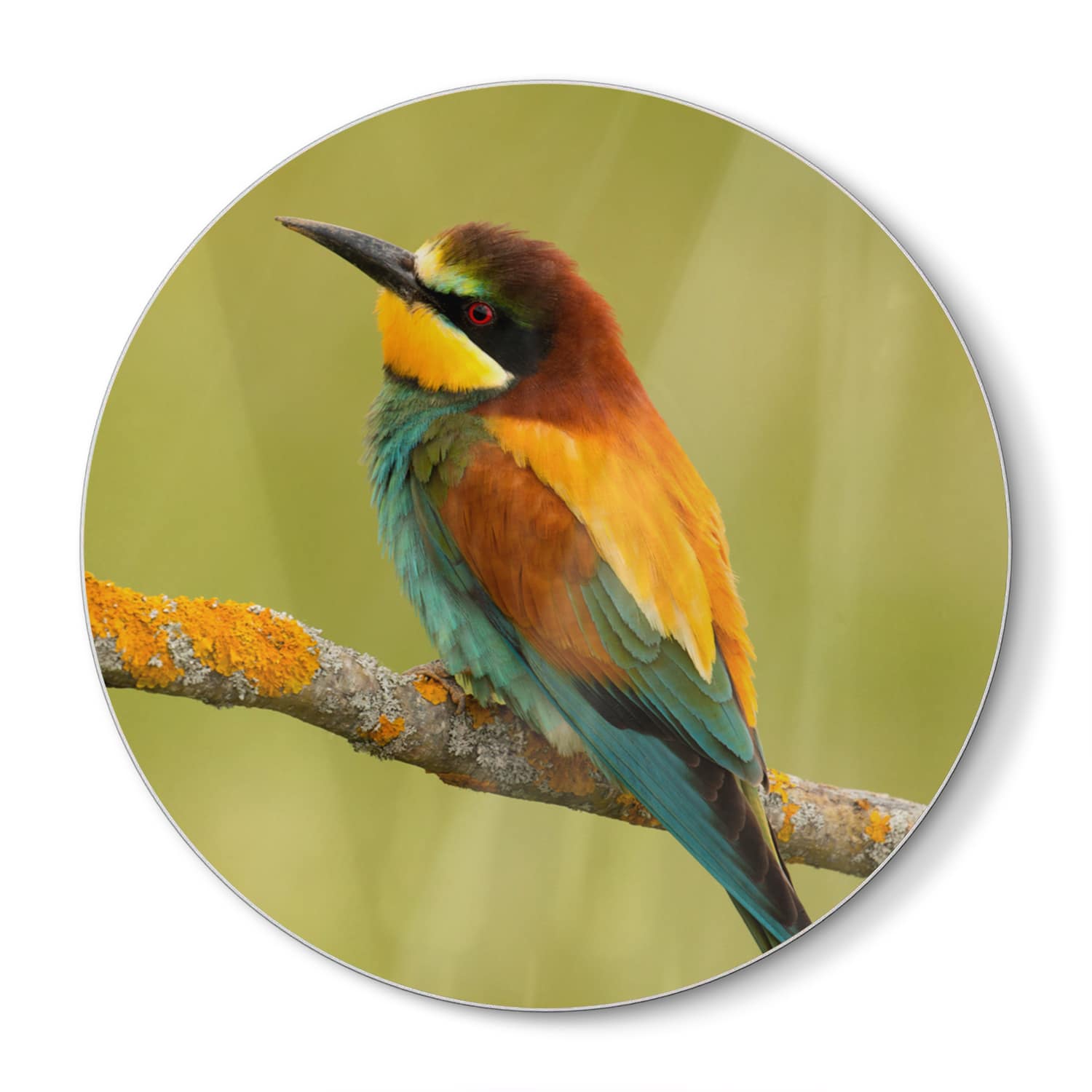 Schneidebrett Rund - Bunter Vogel