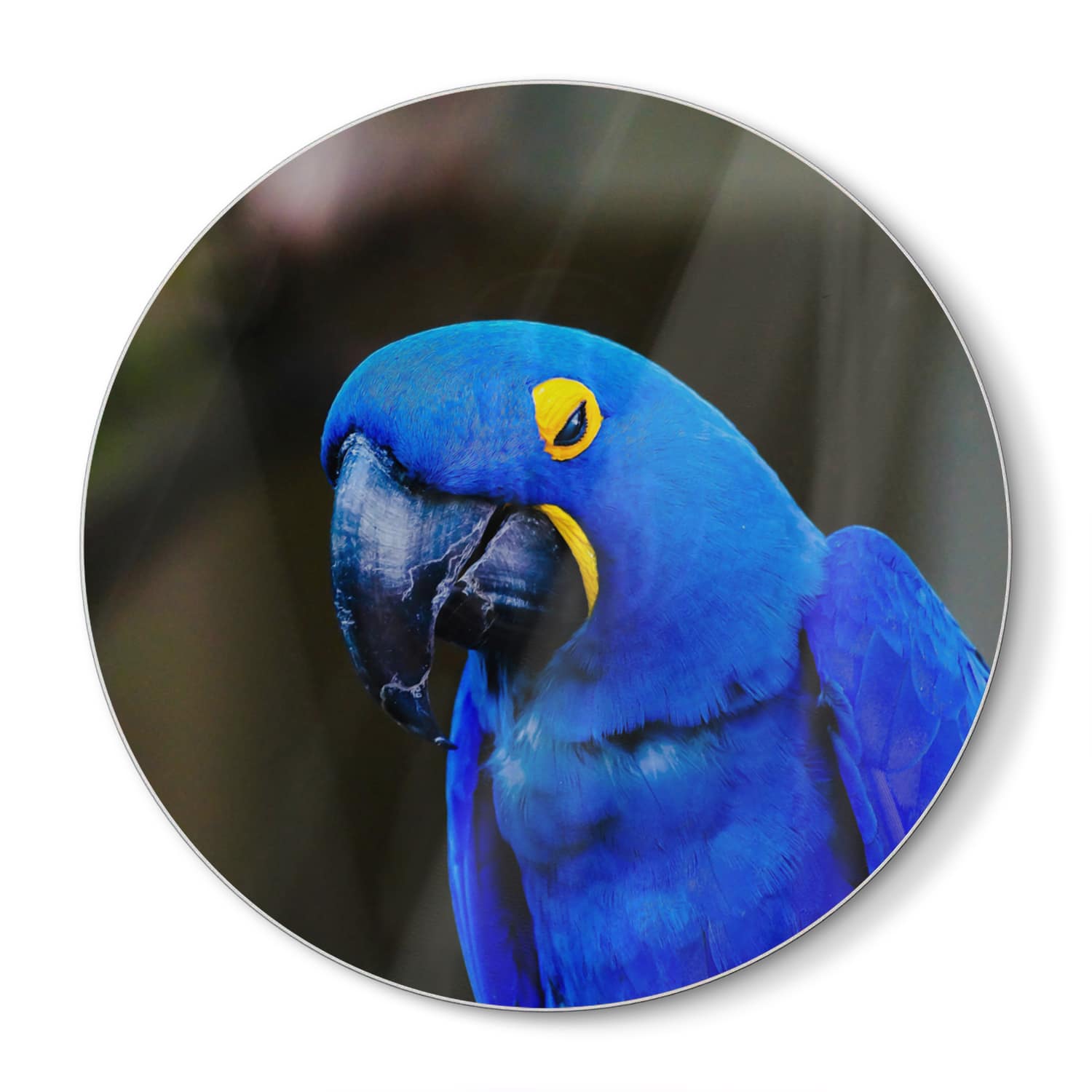 Schneidebrett Rund - Blaue Aras