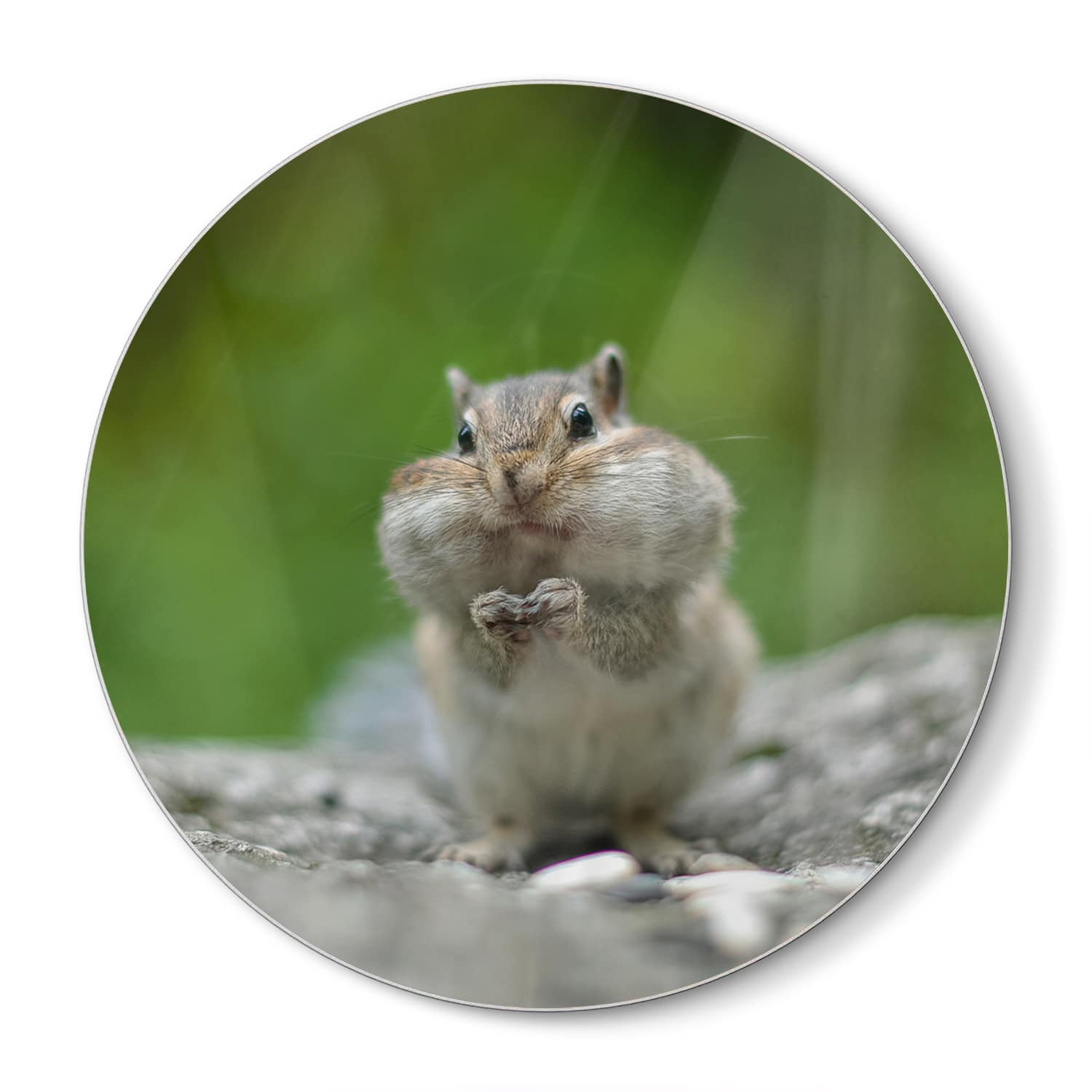 Schneidebrett Rund - Eichhörnchen