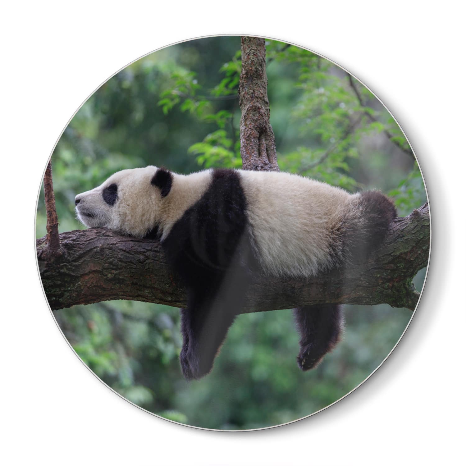 Schneidebrett Rund - Panda