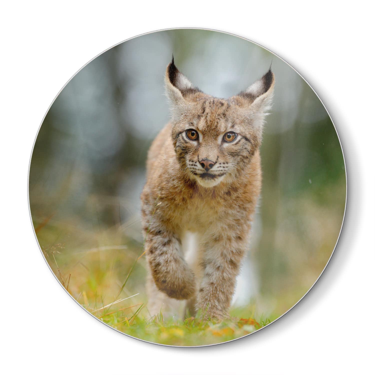 Schneidebrett Rund - Junger Luchs