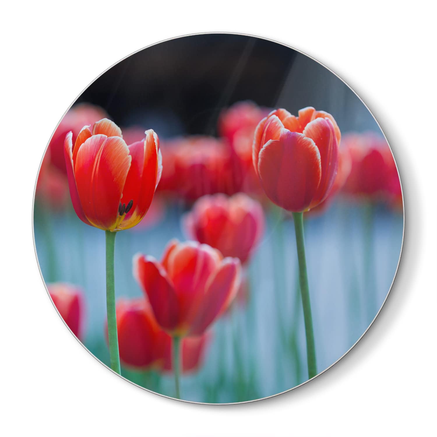 Schneidebrett Rund - Rote Tulpen