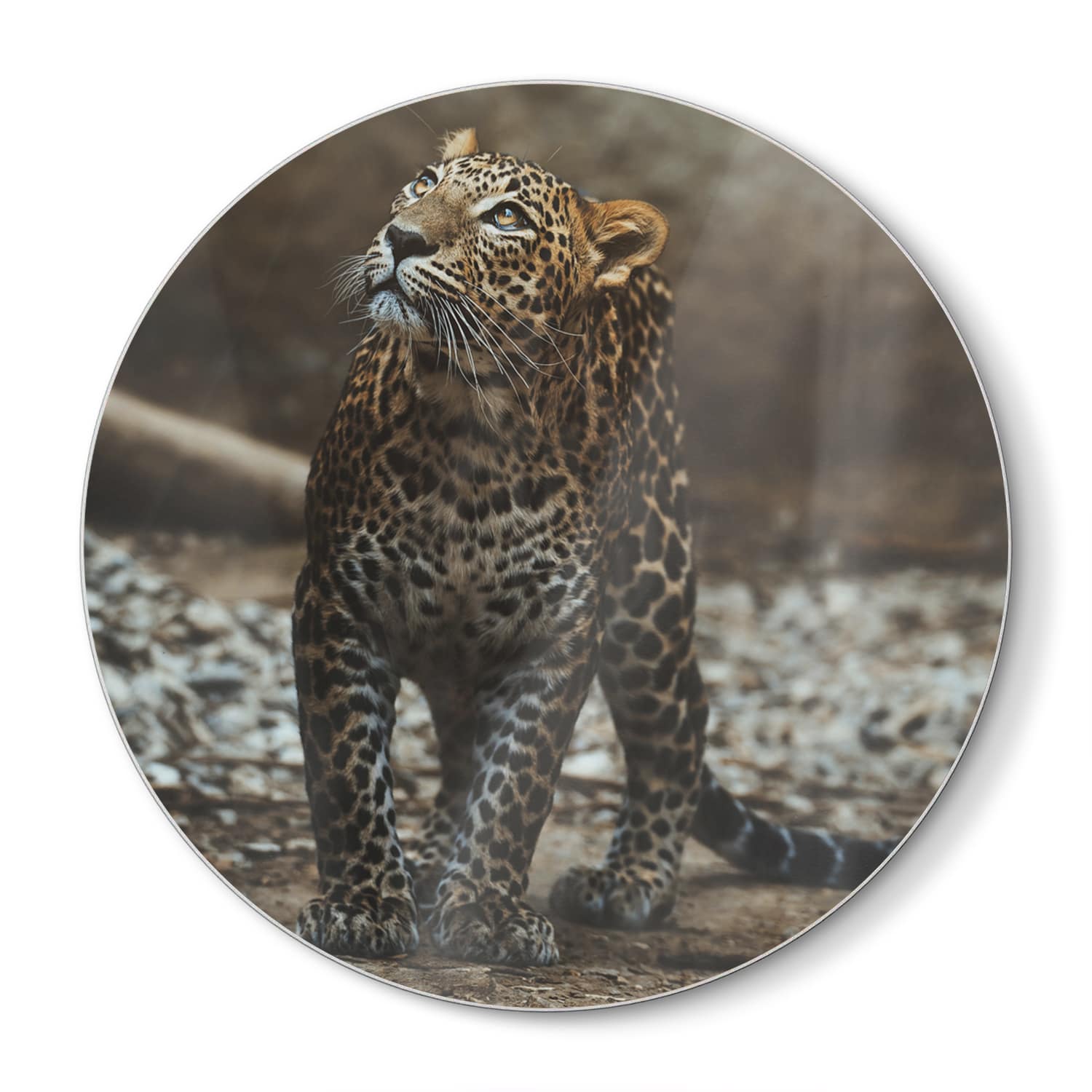 Schneidebrett Rund - Ceylon-Leopard