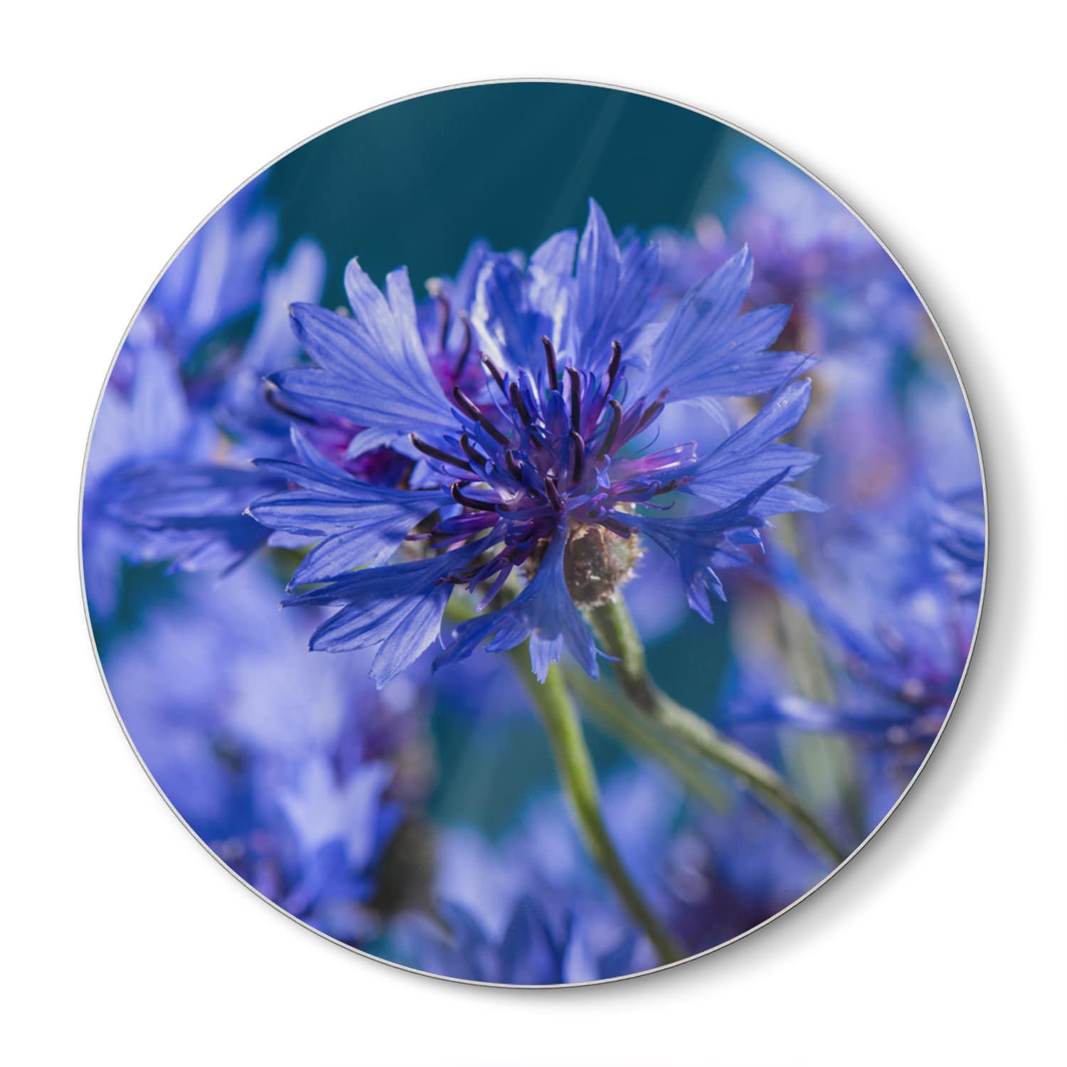 Schneidebrett Rund - Kornblume