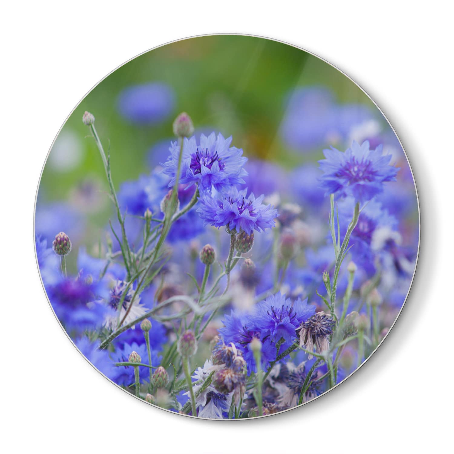 Schneidebrett Rund - Kornblumen in Blüte