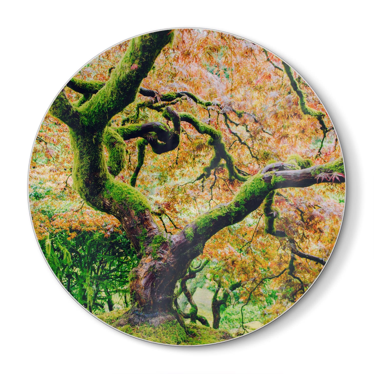 Schneidebrett Rund - Moosiger Baum im Herbst