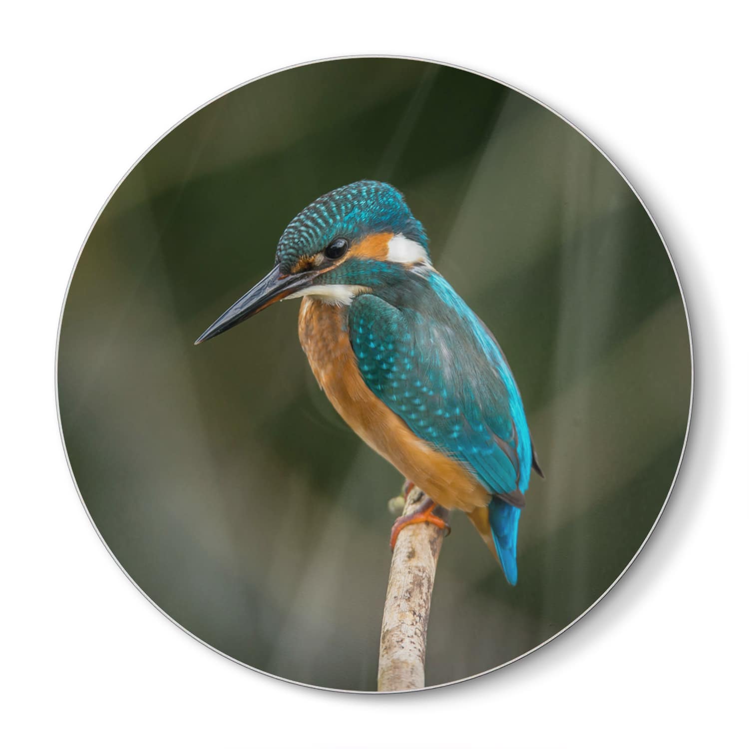 Schneidebrett Rund - Bunter Eisvogel