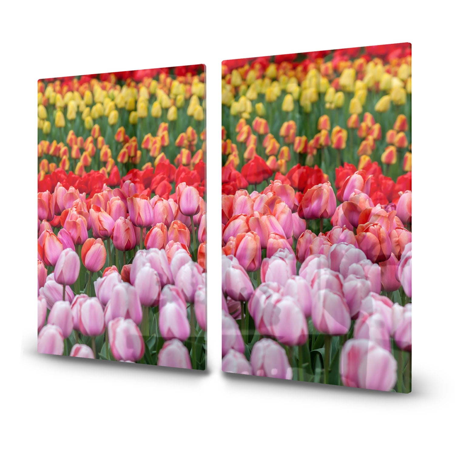 Herdabdeckplatte Tulpenfeld in Lisse