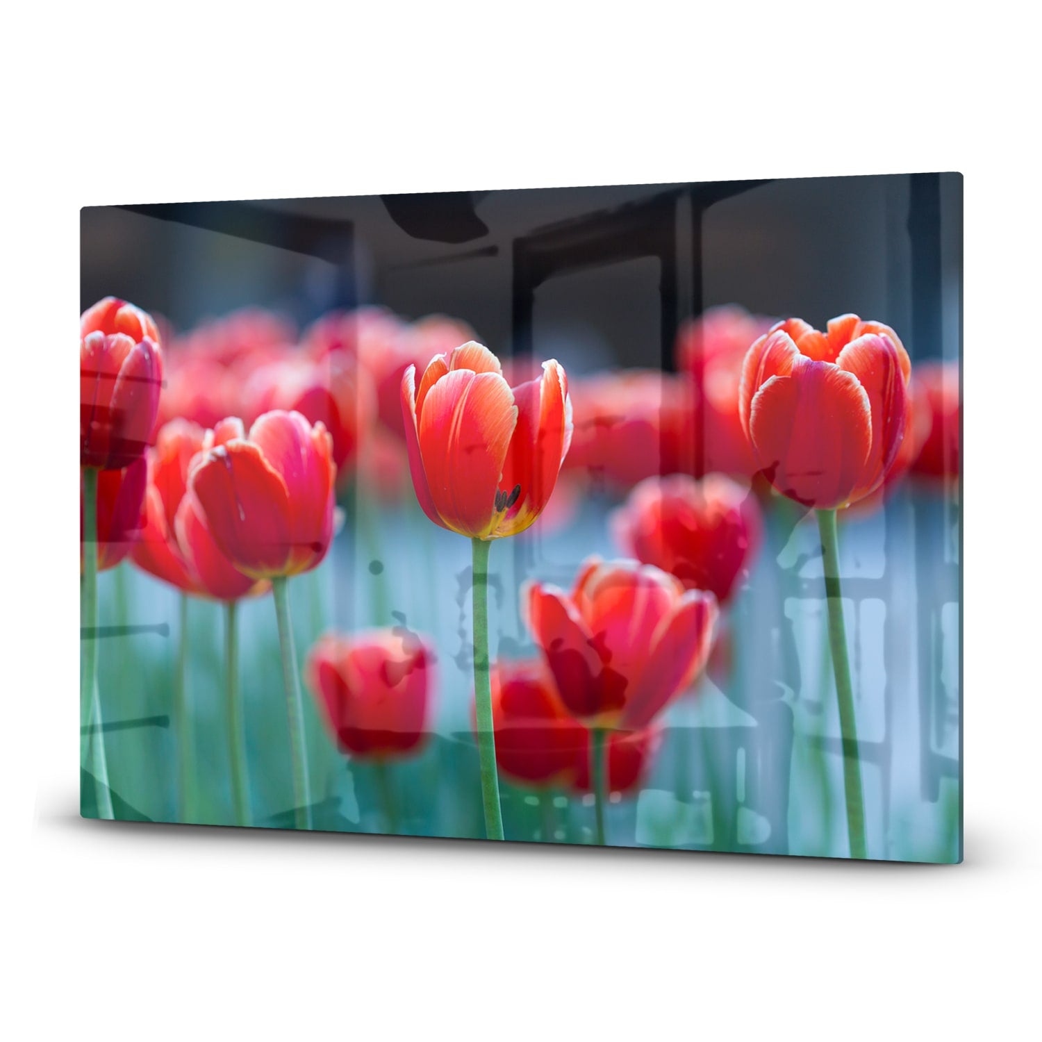 Herdabdeckplatte Rote Tulpen