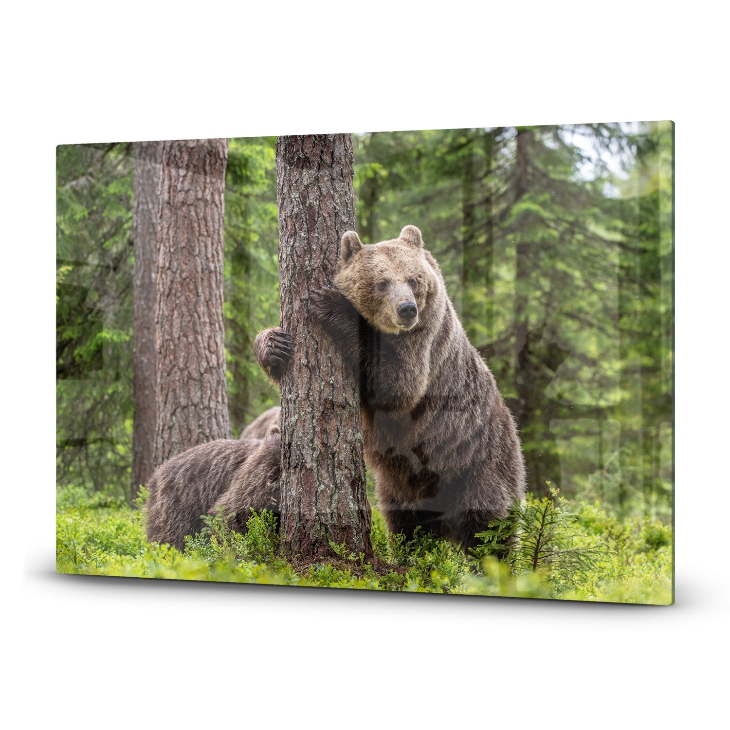 Herdabdeckplatte Braunbären im Wald