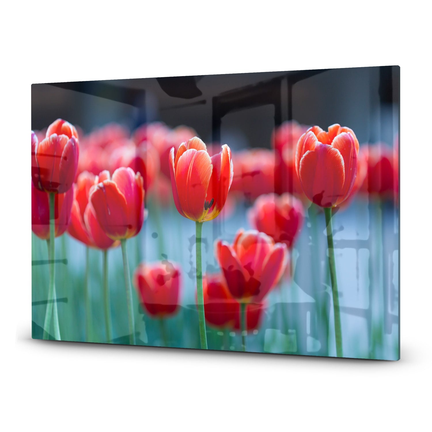 Herdabdeckplatte Rote Tulpen