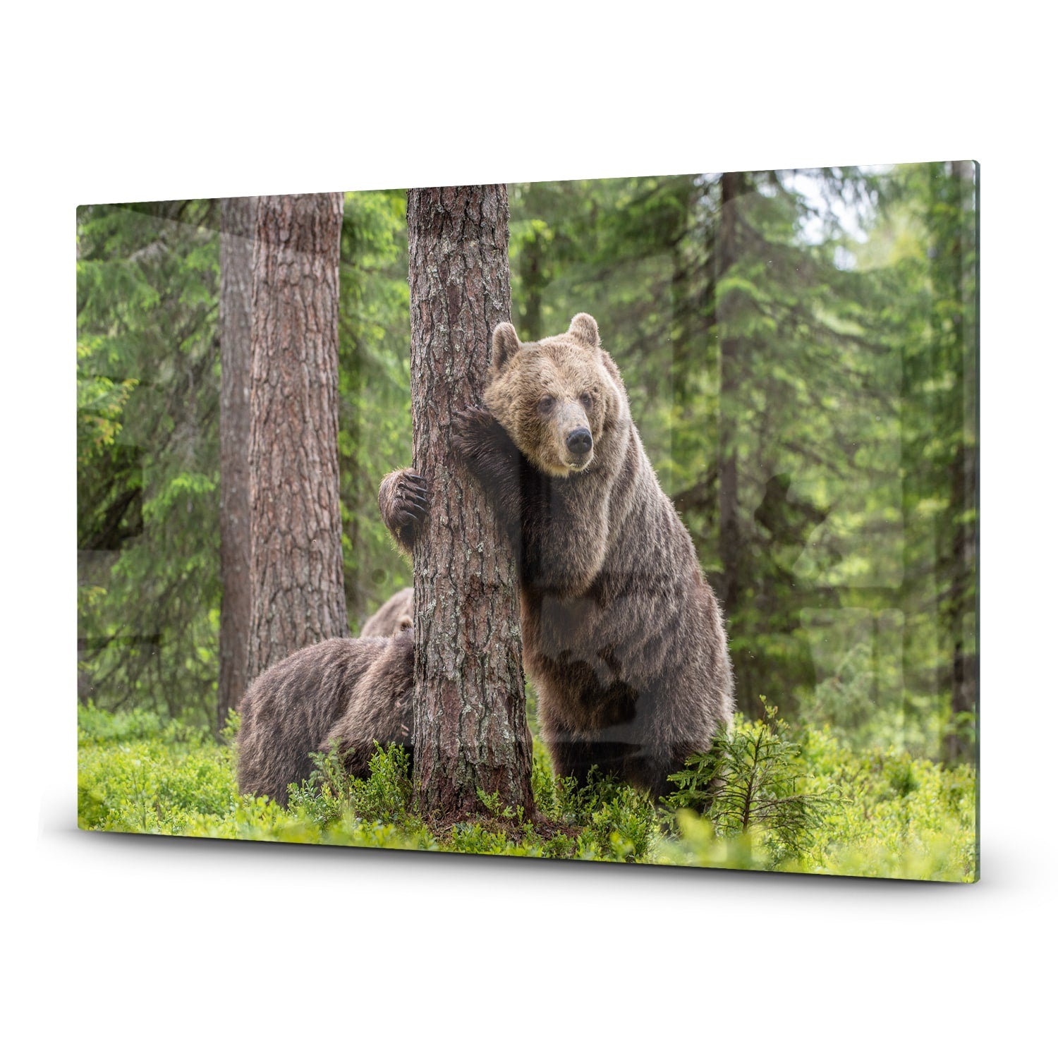 Herdabdeckplatte Braunbären im Wald