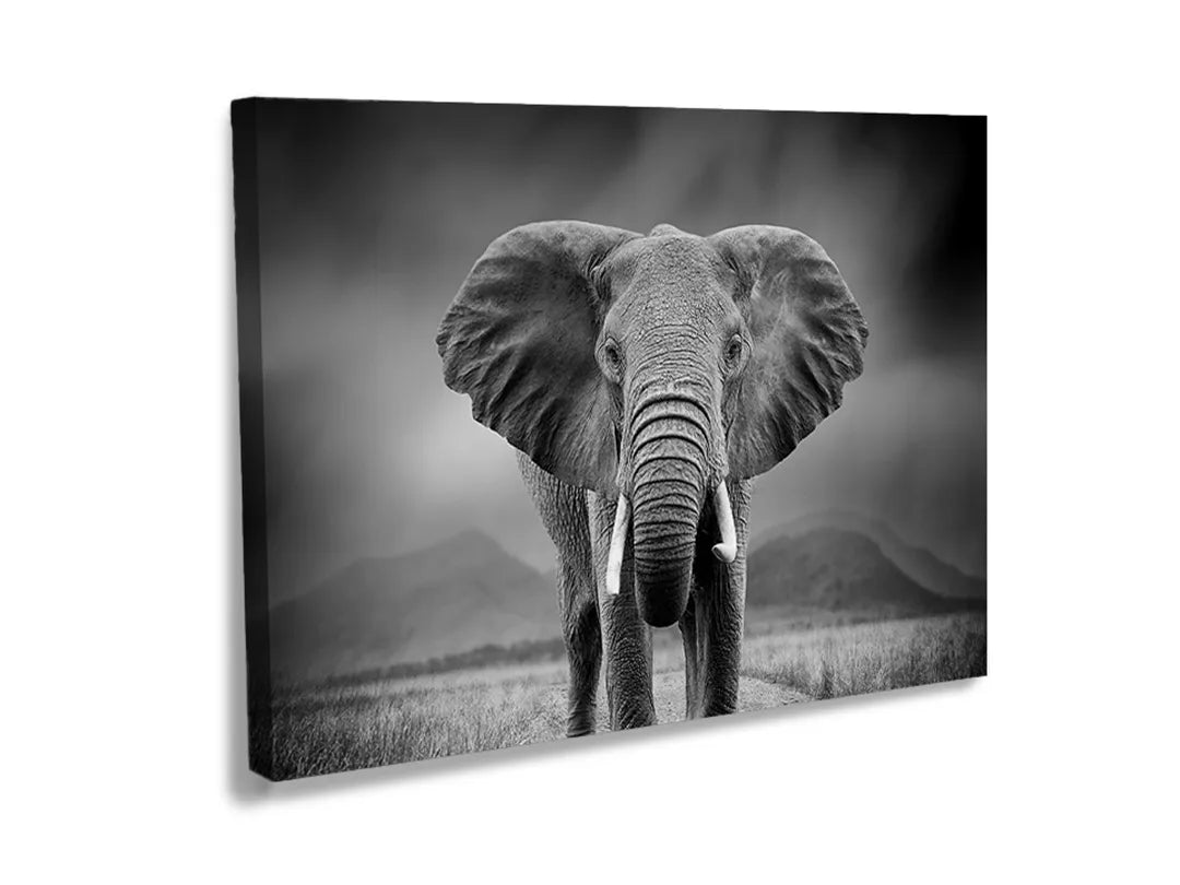 Kurkborden op canvas met zwart-wit olifantenportret – formaat 120 × 80 cm