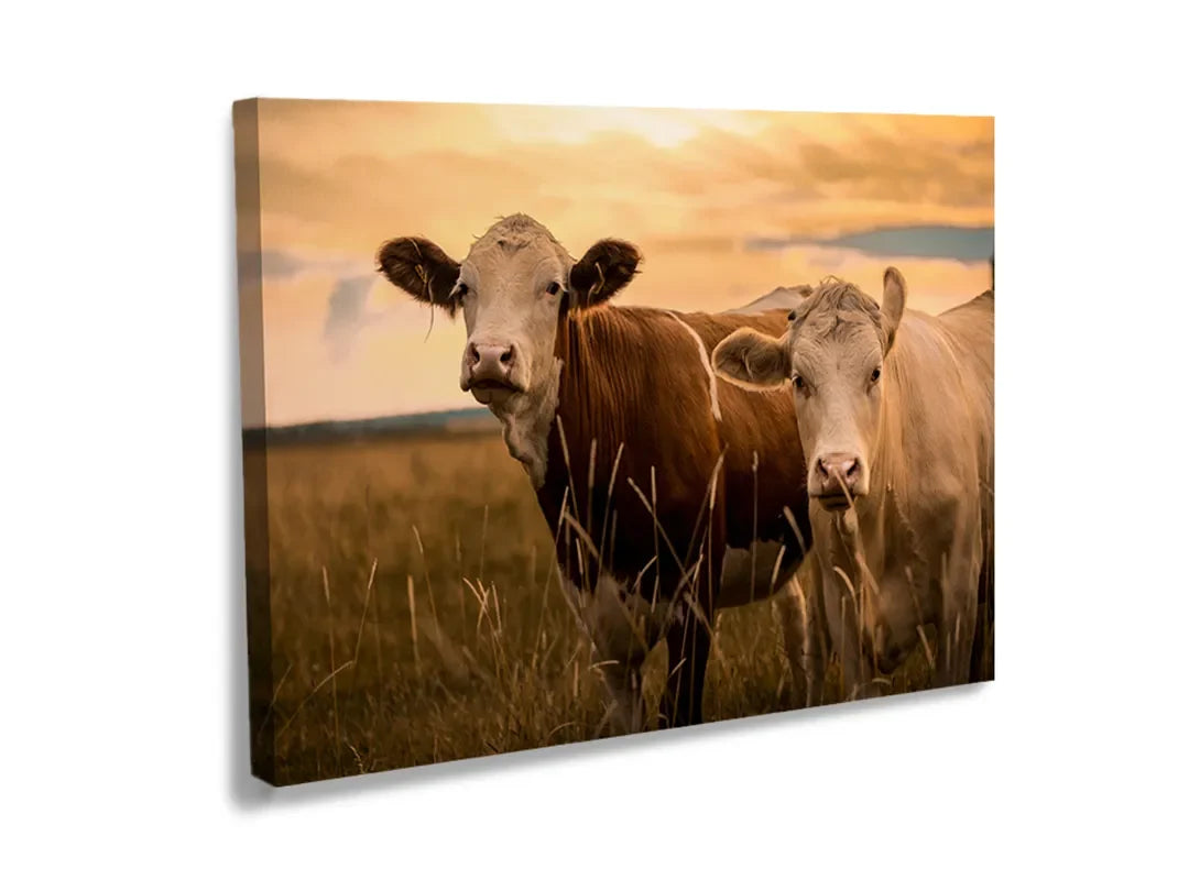 Kork-Pinnwände auf Leinwand mit kühe auf einer weide bei sonnenuntergang – Format 120 × 80 cm