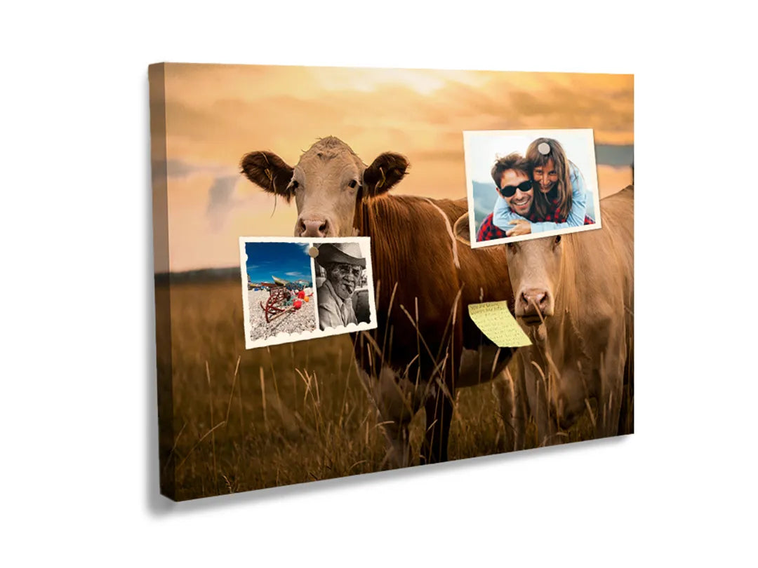 Kork-Pinnwände auf Leinwand mit kühe auf einer weide bei sonnenuntergang – Format 60 × 40 cm