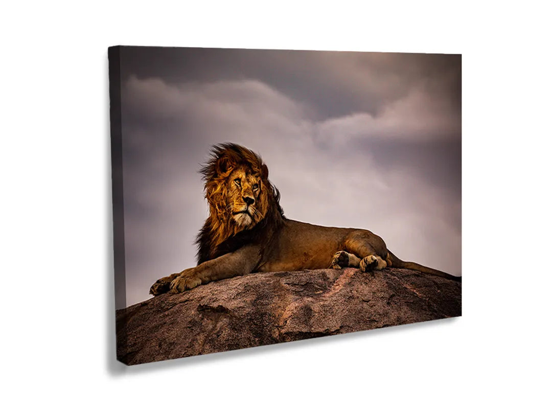 Kurkborden op canvas met majestueuze leeuw op een rots – formaat 120 × 80 cm