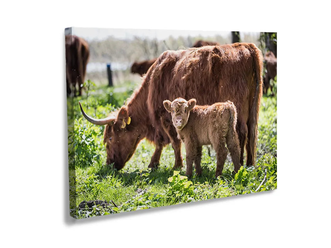 Kork-Pinnwände auf Leinwand mit schottisches hochlandrind mit kalb – Format 120 × 80 cm