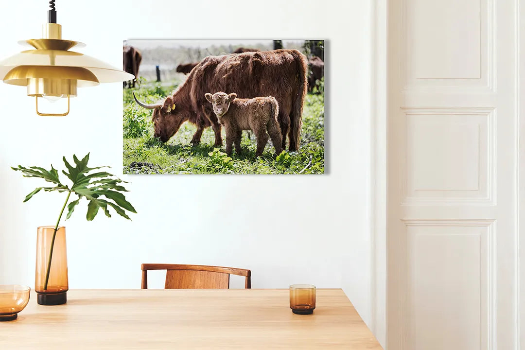 Kork-Pinnwände auf Leinwand mit schottisches hochlandrind mit kalb – Format 100 × 70 cm