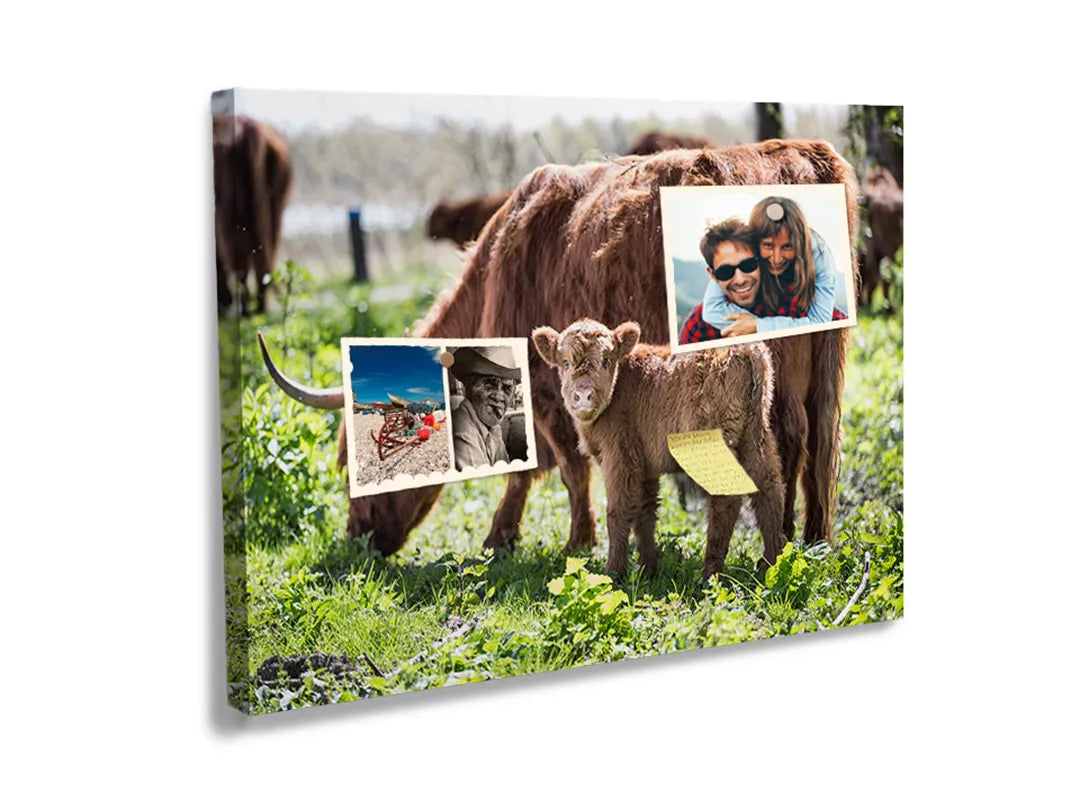 Kork-Pinnwände auf Leinwand mit schottisches hochlandrind mit kalb – Format 60 × 40 cm