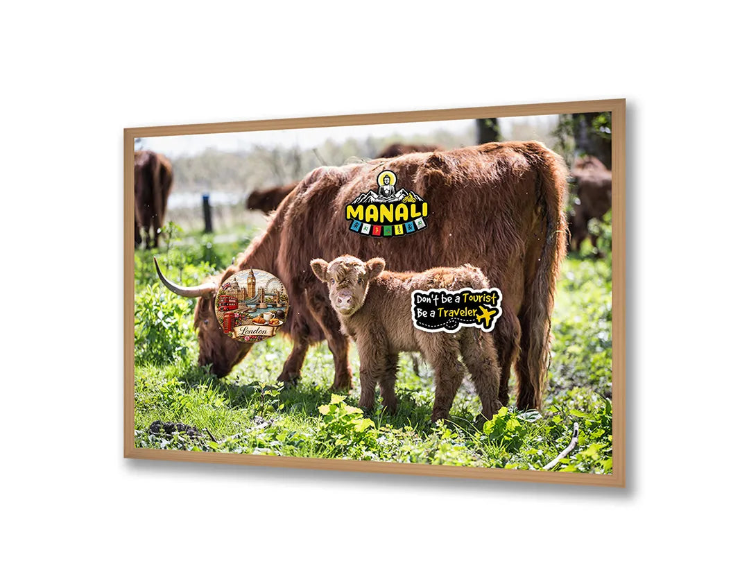Metall Magnetboard mit hochwertigem Schotse Hooglanders in das Grün Design