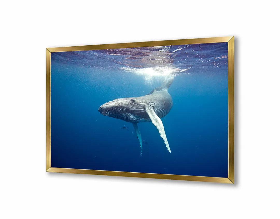 Metall Magnetboard mit hochwertigem Walvisstaart Onder Wasser Design