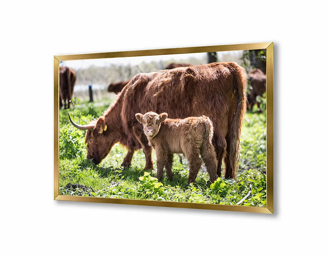 Metall Magnetboard mit hochwertigem Schotse Hooglanders in das Grün Design