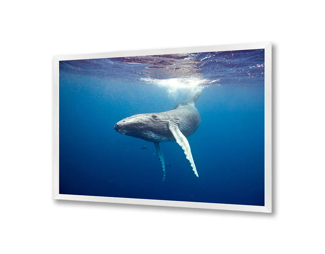 Metall Magnetboard mit hochwertigem Walvisstaart Onder Wasser Design