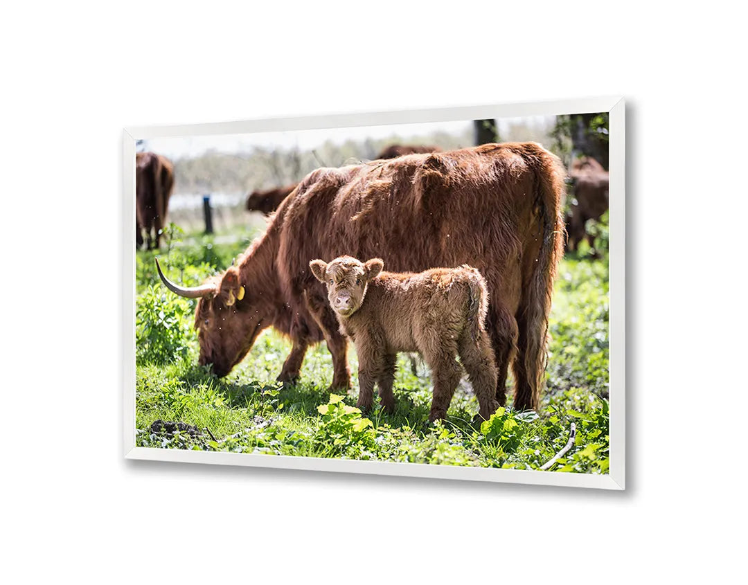 Metall Magnetboard mit hochwertigem Schotse Hooglanders in das Grün Design