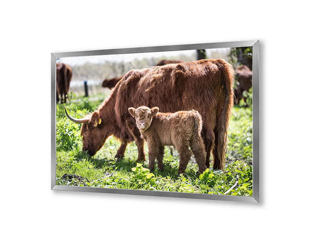 Metall Magnetboard mit hochwertigem Schotse Hooglanders in das Grün Design