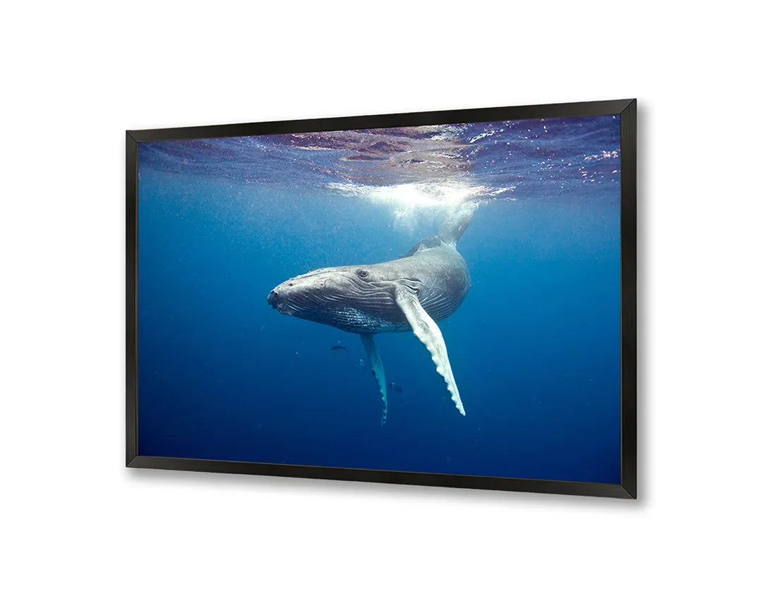 Metall Magnetboard mit hochwertigem Walvisstaart Onder Wasser Design