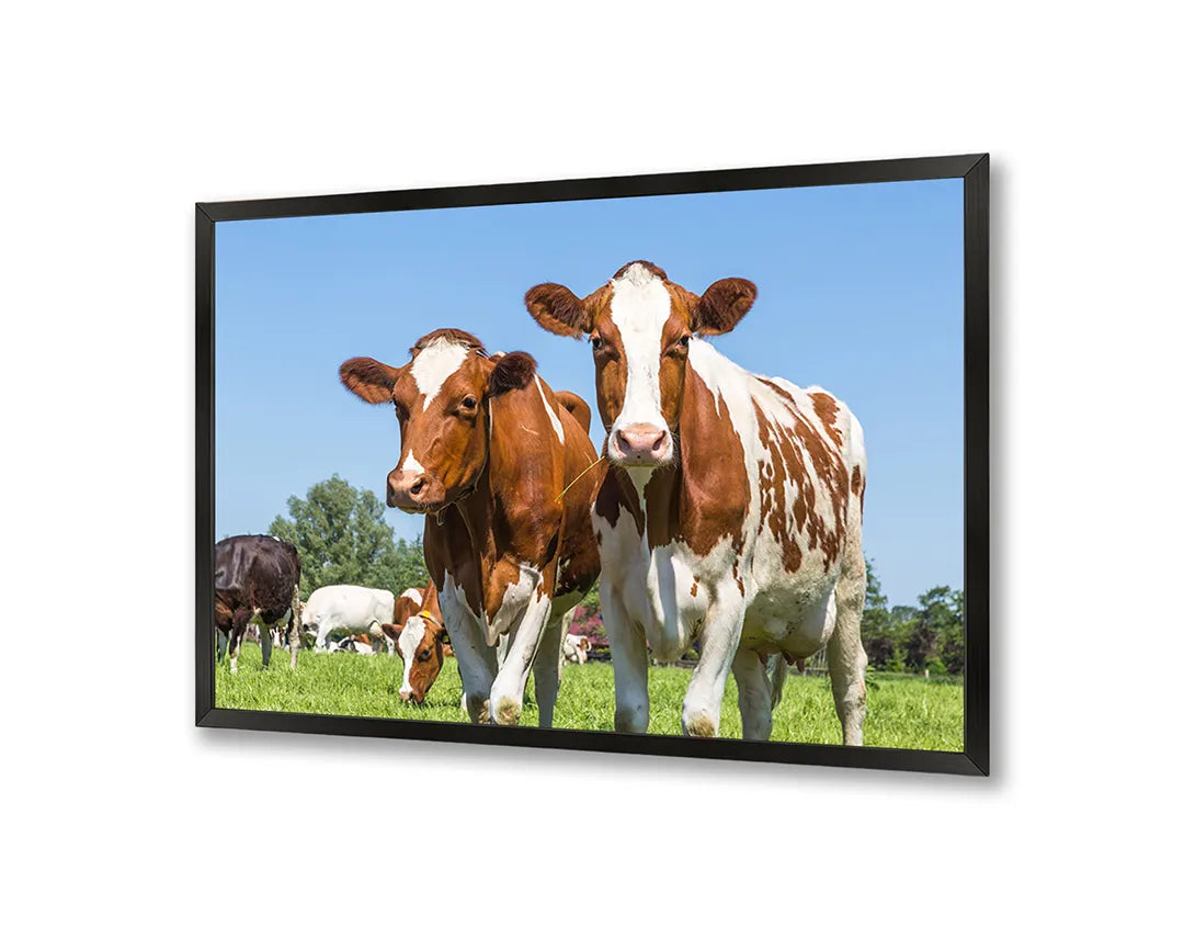 Metall Magnetboard mit hochwertigem Bruine Koeien In Grün Grasland Design