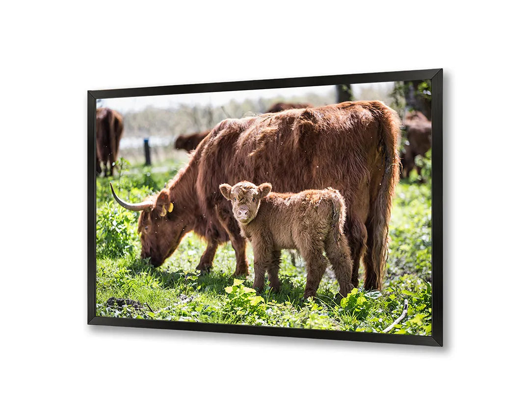 Metall Magnetboard mit hochwertigem Schotse Hooglanders in das Grün Design