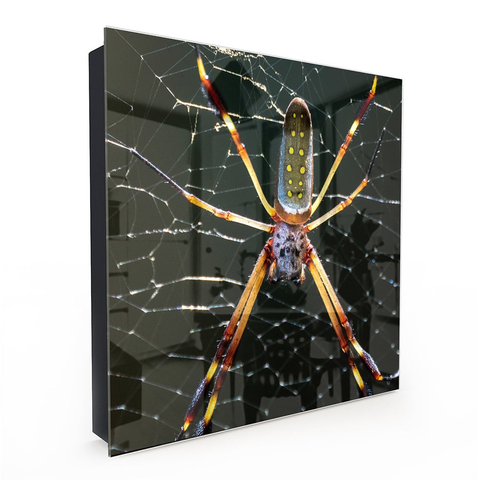 Schlüsselkast Goldene Webspinne